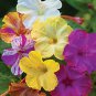 Best-Selling 25 Mixed Four O'clock Flowers Seeds 4 O'clock Seeds Flower Perennial 157