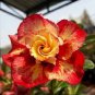 Top-Quality 4 Orange Red Desert Rose Seeds Adenium Flower Perennial Seed 279 US SELLER