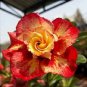 Top-Quality 4 Orange Red Desert Rose Seeds Adenium Flower Perennial Seed 279 US SELLER