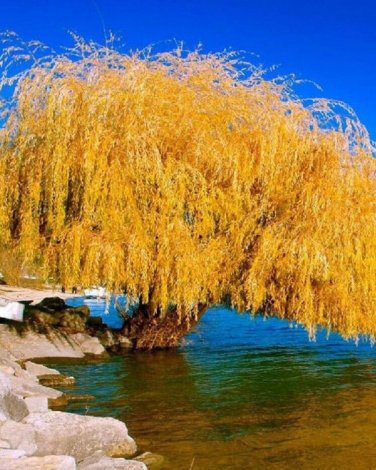 Top-Quality 5 Yellow Willow Seeds Tree Weeping Flower Giant Flowers Seed Perennial 115