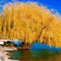 Top-Quality 5 Yellow Willow Seeds Tree Weeping Flower Giant Flowers Seed Perennial 115