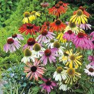 Exclusive 50 Mixed Coneflower Seeds Echinacea Perennial Flowers Seed Flower 1356 USA SELL