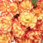 Top-Quality 100 Yellow Orange Carnation Seeds Dianthus Flowers Seed Flower Perennial 219
