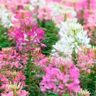Best-Selling 100 Firework Mix Spider Seeds Clome Spinosa Perennial 1175 US Seller Seed Bee
