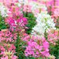 Best-Selling 100 Firework Mix Spider Seeds Clome Spinosa Perennial 1175 US Seller Seed Bee
