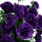 Limited Edition 100 Dark Purple Carnation Seeds Dianthus Flowers Seed Flower Perennial 134