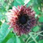 Top-Quality 25 Double Dandy Sunflower Seeds Flowers Seed Flower Perennial Sun Bloom 542