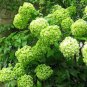 New Arrival 5 Lime Light Hydrangea Seeds Perennial Flowers Flower Garden Seed 1433 US SELLER