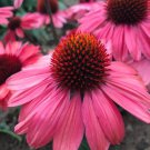 New Arrival 50 Coral Craze Coneflower Seeds Echinacea Flower Perennial Flowers Seeds 1155