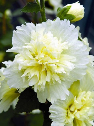 New Arrival 25 Dbl Yellow White Hollyhock Seeds Perennial Flower Seed Flowers 871 US SELLER