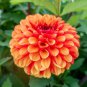 Premium 25 American Sunset Dahlia Seeds Flower Perennial Flowers Seeds Flowering US 1096
