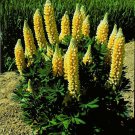Best-Selling 25 Popsicle Yellow Lupine Seeds Flower Perennial Flowers Hardy Seed 1021 USA