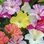 Exclusive 25 Striped Mix Four O'clock Flowers Seeds 4 O'clock Seeds Flower Perennial 156