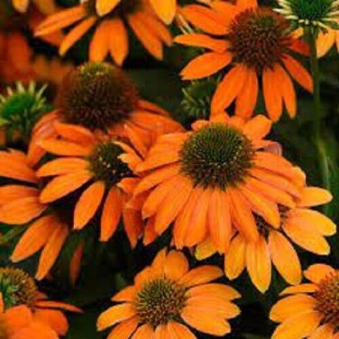 Top-Quality 50 Soft Orange Coneflower Seeds Echinacea Flower Perennial Flowers Seed 1387 USA