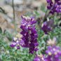 Premium 25 Grape Soda Lupine Seeds Flower Perennial Hardy Flowers Seed 945 US SELLER