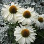Premium 50 Price is White Coneflower Seeds Echinacea Flower Perennial Flowers 1398 USA