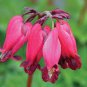 Best-Selling 25 Amore Red Bleeding Heart Seeds Dicentra Spectabilis Shade Flower Garden 683