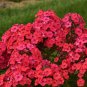 New Arrival 50 Sunset Coral Phlox Seeds Flower Perennial Seed Flowers Butterfly 1271 US