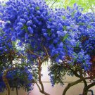 Top-Quality 25 California Lilac Seeds Tree Fragrant Hardy Perennial Flower 357 US SELLER