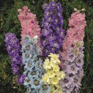 Exclusive 50 Millennium Star Delphinium Seeds Perennial Garden Flower Seed Flowers 768 USA