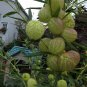 Best-Selling 20 Butterfly Balls Seeds Perennial Hairy Ball Seed Perennial 14 US SELLER
