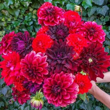 Limited Edition 25 Stark Raving Red Dahlia Seeds Flower Perennial Flowers Flowering Bloom 1158