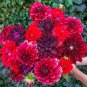 Limited Edition 25 Stark Raving Red Dahlia Seeds Flower Perennial Flowers Flowering Bloom 1158