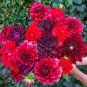 Limited Edition 25 Stark Raving Red Dahlia Seeds Flower Perennial Flowers Flowering Bloom 1158