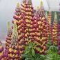 Top-Quality 25 Manhattan Lights Lupine Seeds Flower Perennial Hardy Flowers Seed 1005 USA