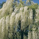 New Arrival 5 White Chinese Wisteria Seeds Vine Climbing Flower Perennial Rare Tropical 119
