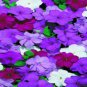 New Arrival 50 Cascade Beauty Blue Impatients Seeds Flower Seed Flowers Annual Bloom 417