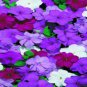 New Arrival 50 Cascade Beauty Blue Impatients Seeds Flower Seed Flowers Annual Bloom 417
