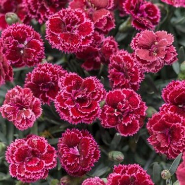 Best-Selling 100 Black Cherry Carnation Seeds Dianthus Flowers Seed Flower Perennial 1045
