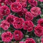 Best-Selling 100 Black Cherry Carnation Seeds Dianthus Flowers Seed Flower Perennial 1045