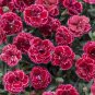 Best-Selling 100 Black Cherry Carnation Seeds Dianthus Flowers Seed Flower Perennial 1045