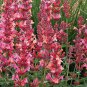 Premium 100 Coral Hyssop Seeds Agastache Perennial Flower Seed Flowers 245 US SELLER