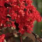 Exclusive 20 Red Cape Myrtle Seeds Tree Flower Perennial Flower Seed bloom 1207 US SELLER