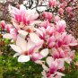 Limited Edition 5 Light Pink White Magnolia Seeds LILY FLOWER TREE Fragrant Seed 126 US SELLER
