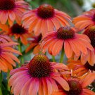 Exclusive 50 Orange Coneflower Seeds Echinacea Flower Perennial Flowers Seed 39 US SELLER