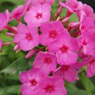 Limited Edition 50 Flame Phlox Seeds Flower Perennial Seed Flowers Butterfly 1245 US SELLER