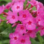 Limited Edition 50 Flame Phlox Seeds Flower Perennial Seed Flowers Butterfly 1245 US SELLER