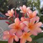 Exclusive 5 Light Pink Orange Plumeria Seeds Plants Flower Flowers Seed 526 US SELLER