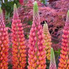 Best-Selling 25 Terracotta Lupine Seeds Flower Perennial Flowers Hardy Seed 1033 US SELLER