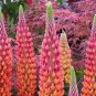 Best-Selling 25 Terracotta Lupine Seeds Flower Perennial Flowers Hardy Seed 1033 US SELLER