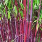 Top-Quality 50 Siergras Bamboo Seeds Privacy Garden Clumping Seed Flower 403 US SELLER