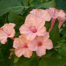 Premium 25 Salmon Four O'clock Flowers Seeds 4 Seeds Perennial Flower 426 US Seller