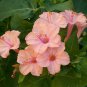 Premium 25 Salmon Four O'clock Flowers Seeds 4 Seeds Perennial Flower 426 US Seller