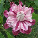 Top-Quality 25 Patricia Clematis Seeds Climbing Perennial Plumeria Bloom Seed 728 USA SELLER