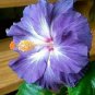 Limited Edition 20 Blue White Hibiscus Seeds Flower Garden Flowers Perennial Seed 152 US SELLER