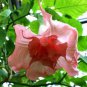 Premium 10 Strawberry Milk Angel Trumpet Seeds Flowers Seed Flower Brugmansia Datura 666